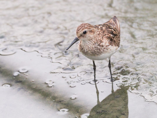 Baird´s Strandläufer, Baird´s Sandpiper - Calidris Bairdii