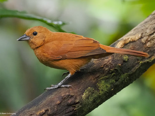 SCHWARZTANGARE, WHITE-LINED TANAGER - TACHYPHONUS RUFUS