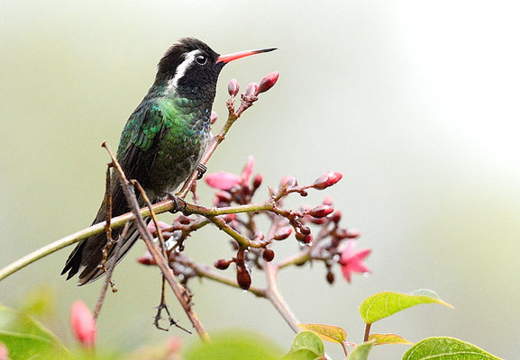 WEISSOHRSAPHIR, WHITE-EARED HUMMINGBIRD, HYLOCHARIS LEUCOTIS
