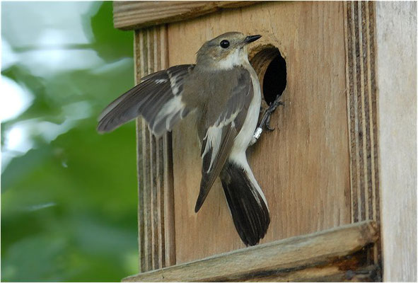 TRAUERSCHNÄPPER, PIED FLYCATCHER, FICEDULA HYPOLEUCA