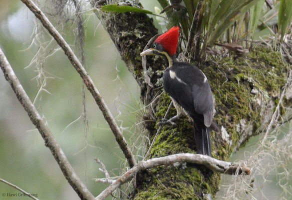 Der Gattung der Schwarzspechte gehört auch der Linienspecht (Lineated Woodpecker - Dryocopus lineatus) an, den ich im Urwald Guatemalas fotografieren konnte.