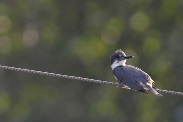 GÜRTELFISCHER, BELTED KINGFISHER, CERYLE ALCYON