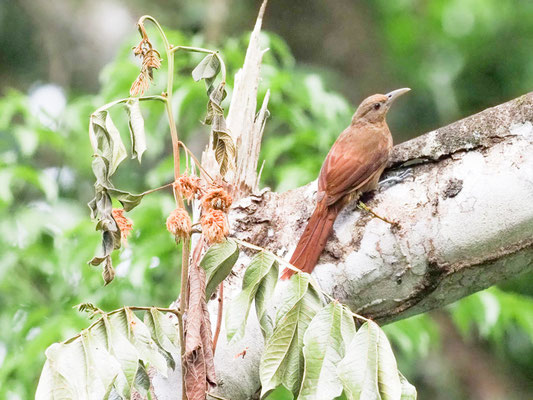Fahlkehlbaumsteiger, Buff-throated Woodcreeper - Xiphorhynchus guttatus