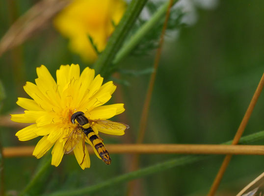 STIFTSCHWEBFLIEGE, SPHAEROPHORIA SCRIPTA