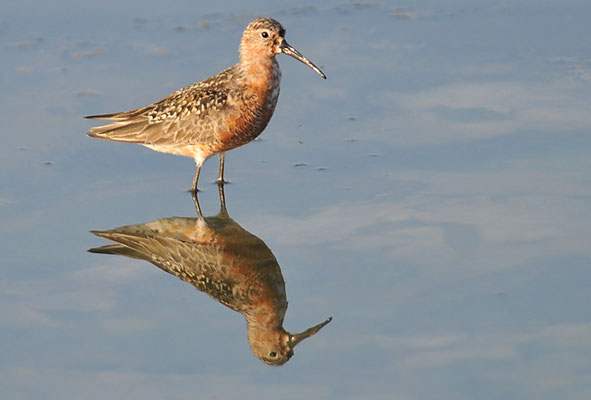 SICHELSTRANDLÄUFER, CURLEW SANDPIPER, CALIDRIS FERRUGINEA