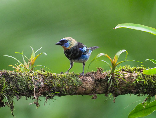 PUPURMASKENTANGARE, GOLDEN-HOODED TANAGER, TANGARA LARVATA