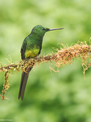 ROTSTERN-BRILLANTKOLIBRI, EMPRESS B RILLANT - HELIODOXA IMPERATRIX