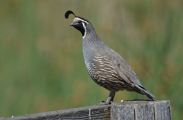 KALIFORNISCHE SCHOPFWACHTEL, CALIFORNIA QUAIL, CALLIPEPLA CALIFORNICA