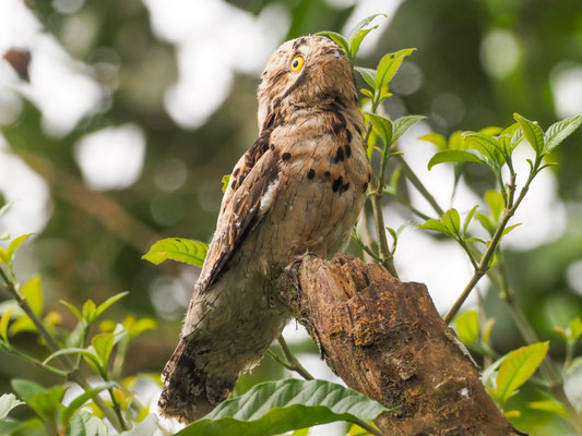 URUTAU-TAGESCHLÄFER, COMMON POTOO - NYCTIBIUS AETHEREUS