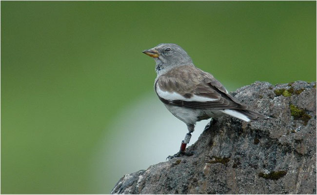 SCHNEESPERLING, SNOWFINCH, MONTIFRINGILLA NIVALIS