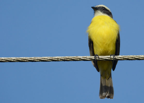 ROTKRONTYRANN, SOCIAL FLYCATCHER, MYIOZETETES SIMILIS
