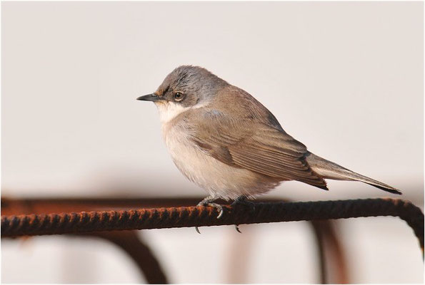 KLAPPERGRASMÜCKE, LESSER WHITETHROAT, SYLVIA CURRUCA