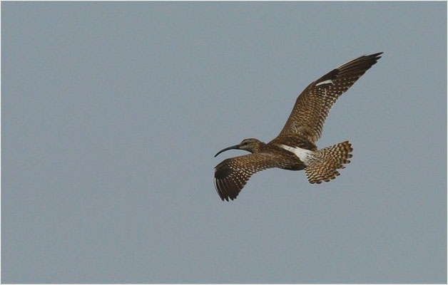 REGENBRACHVOGEL, WHIMBREL, NUMENIUS PHAEOPUS