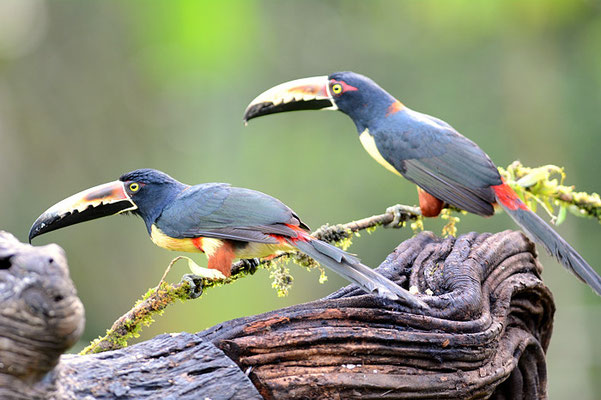 HALSBANDARASSARI, COLLARED ARACARI, PTEROGLOSSUS TORQUATUS