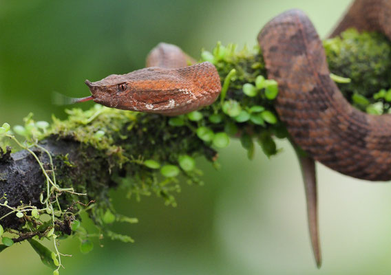 Stülpnasen-Lanzenotter (Porthidium nasutum): Zum Beutespektrum zählen hauptsächlich kleine Echsen und Säugetiere.