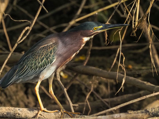 GRÜNREIHER, GREEN HERON, BUTORIDES VIRESCENS