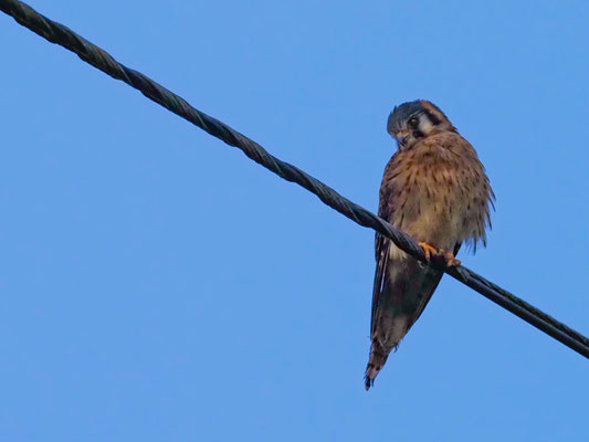 Amerikanischer Turmfalke