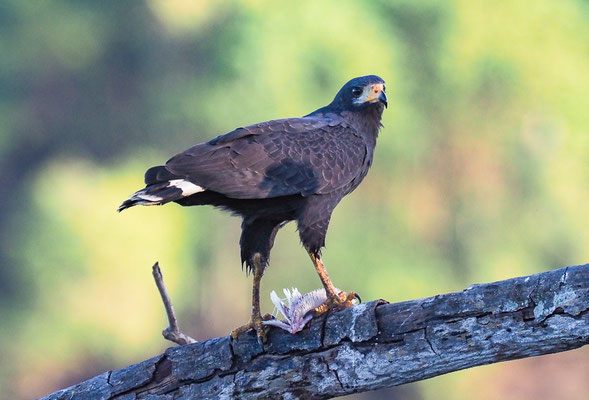 MANGROVENBUSSARD, MANGROVE BLACK-HAWK, BUTEOGALLUS SUBTILIS