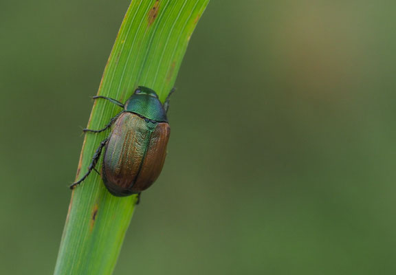 Julikäfer, Anomala dubia