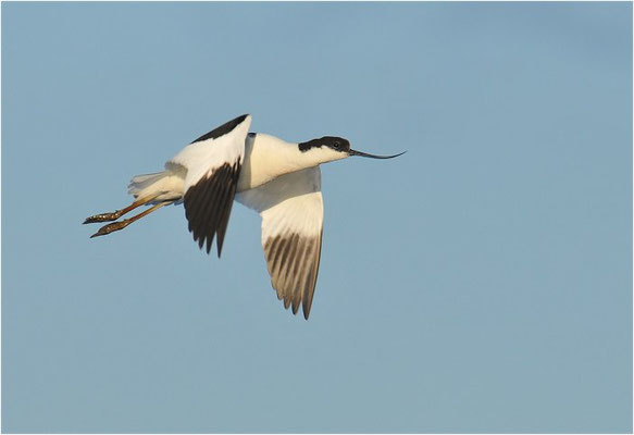 SÄBELSCHNÄBLER, AVOCET, RECURVIROSTRA AVOSETTA