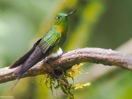 GOLDBRUST-HÖSCHENKOLIBRI, GOLDEN-BREASETD PUFFLEG - ERIOCNEMIS MOSQUERA