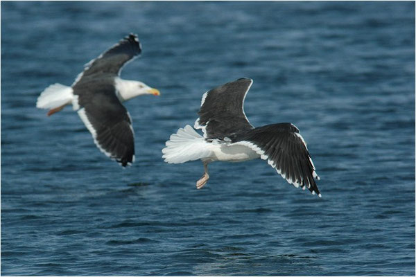 MANTELMÖWE, GREAT BLACK-BACKED GULL, LARUS MARINUS