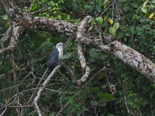 CAYENNEWEIH, GRAY-HEADED KITE, LEPTODON CAYANENSIS
