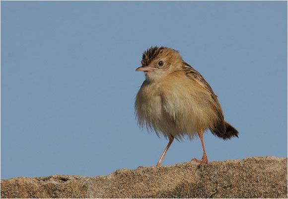 CISTENSÄNGER, ZITTING CISTICOLA, CISTICOLA JUNCIDIS