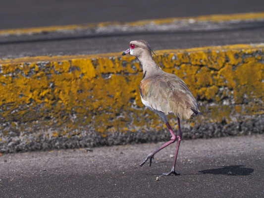 Bronzekiebitz, Southern Lapwing, Vanellus resplendens