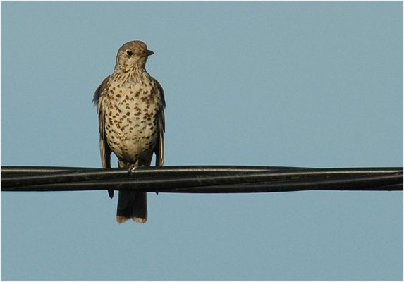 MISTELDROSSEL, MISTLE TRUSH, TURDUS VISCIVORUS