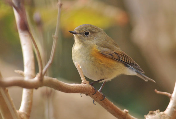 BLAUSCHWANZ, RED-FLANKED BLUETAIL, TARSIGER CYANURUS