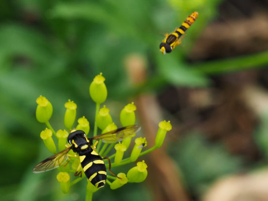 XANTHOGRAMMA PEDISSEQUUM, SPÄTE GELBRANDSCHWEBFLIEGE