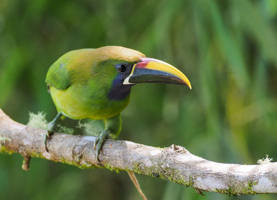 LAUCHARASSARI, EMERALD TOUCANET, AULACORHYNCHUS PRASINUS