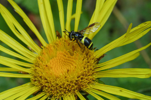 ZWEIBAND-WESPENSCHWEBFLIEGE, CHRYSOTOXUM BICINCTUM