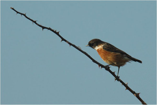 SCHWARZKEHLCHEN, STONECHAT, SAXICOLA TORQUATUS