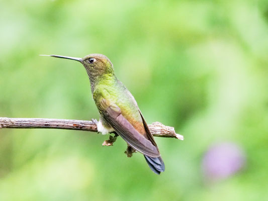Kupferglanz-Höschenkolibri, Greenish Puffleg - Haplophaedia aureliae