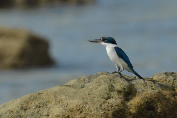 HALSBANDLIEST, COLLARED KINGFISHER, HALYCON CHLORIS