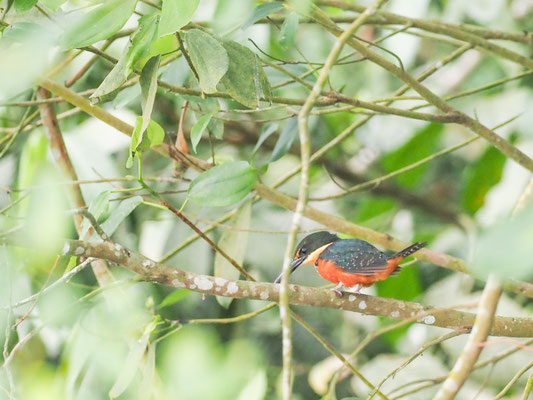 Zweifarbenfischer, Green-and-rufous Kingfisher - Chloroceryle inda