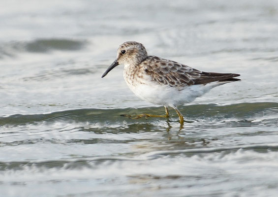 WIESENSTRANDLÄUFER, LEAST SANDPIPER, CALIDRIS MINUTILLA
