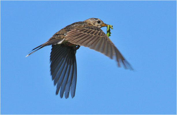 WIESENPIEPER, MEADOW PIPIT, ANTHUS PRATENSIS