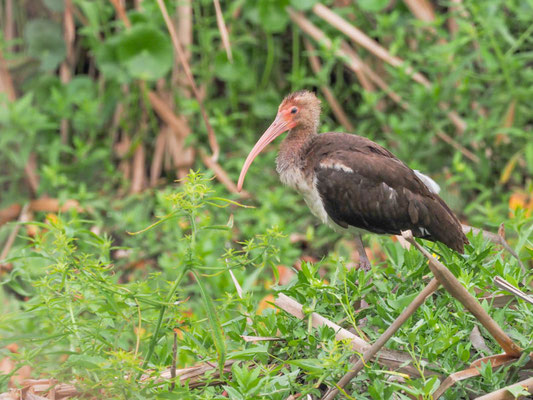 Schneesichler, White Ibis - Eudocimus albus