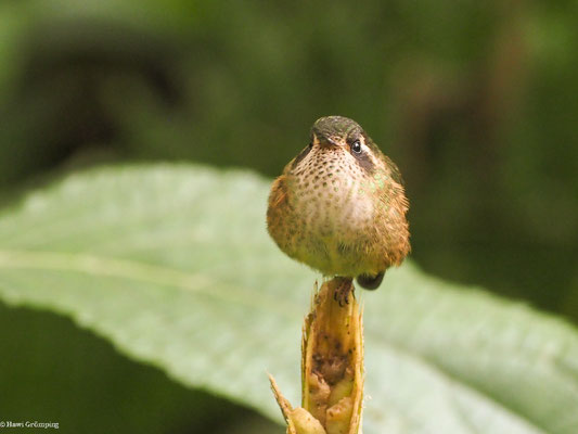 SCHWARZOHRKOLIBRI, SPECKLED HUMMINGBIRD - ADELOMYIA MELANOGENYS