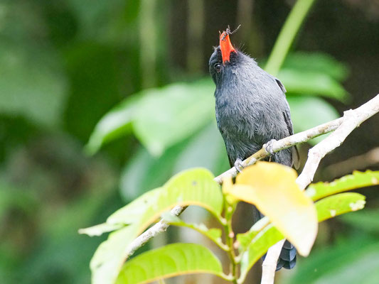 Schwarzstirntrappist, Black-fronted Nunbird - Monasa nigrifrons