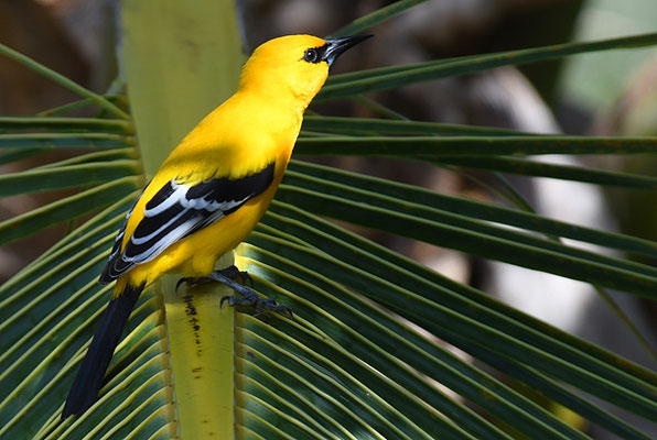 ORANGEBRUSTTRUPIAL, YELLOW ORIOLE, ICTERUS NIGROGULARIS