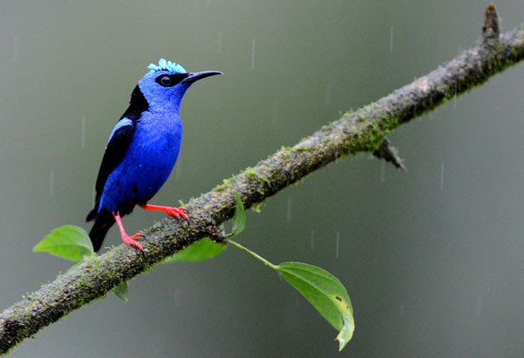 TÜRKISNASCHVOGEL, RED-LEGGED HONEYCREEPER, CYANERPES CYANEUS