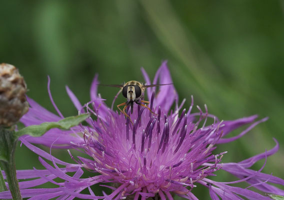 GROSSE SUMPFSCHWEBFLIEGE, HELOPHILUS TRIVITATTUS