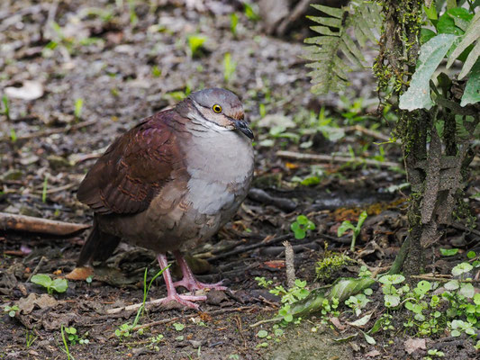 PERU-WACHTELTAUBE, WHITE-THROATED QUAIL-DOVE - ZENTRYGON FRENATA