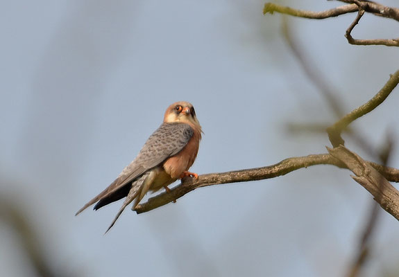 ROTFUSSFALKE, RED-FOOTED FALCON, FALCO VESPERTINUS