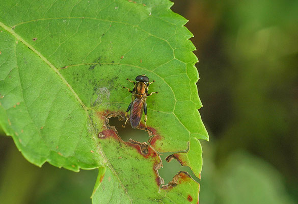 GEMEINE LANGBAUCHSCHWEBFLIEGE, XYLOTA SEGNIS