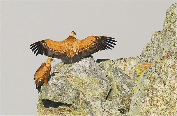 GÄNSEGEIER, GRIFFON VULTURE, GYPS FULVUS